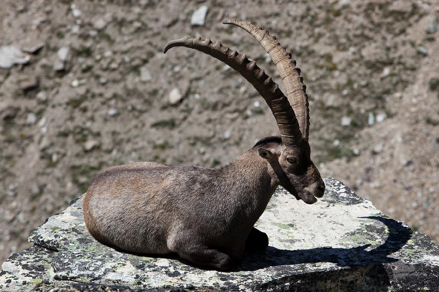 Bouquetin - Stambecco Grand paradiso Leviona haut.JPG